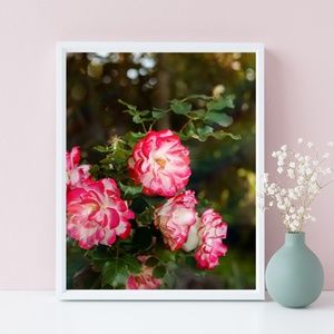 Artisan Sparkle Rose Photography Print